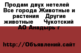 Продам двух нетелей - Все города Животные и растения » Другие животные   . Чукотский АО,Анадырь г.